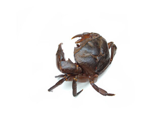 Freshwater river crab isolated on white background