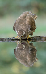 Close up portrait of the female Goshawk drinking from the forest pool with the reflection on water