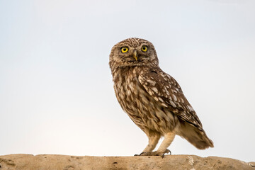 Close up portrait of the Little Owl