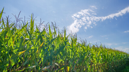 typical corn field