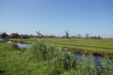 Lots Reeds Along Canal With
