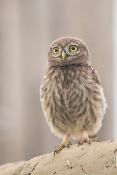 Close-up portrait of the Little Owl (Athene nocuta) owlet looking toward nest-site