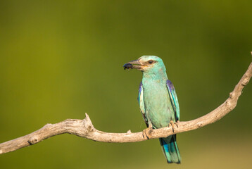 Close up portrait of European Roller, sitting next to the nesting site