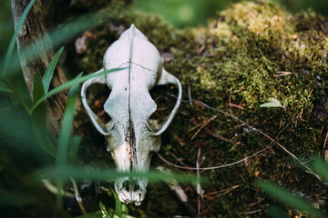 Old dog skull and in the enchanted forest. Dark, mysterious atmosphere.