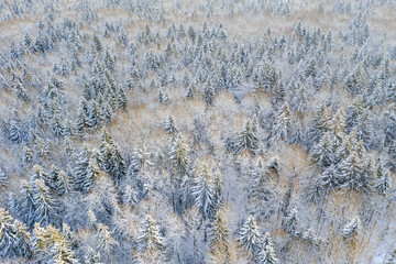 Drone shot flying on winter forest,  aerial bird-eye view