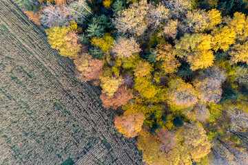 Aerial drone view over autumn forest.