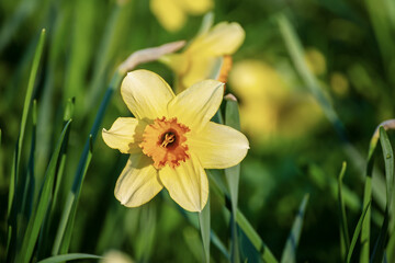 Beautiful yellow daffodils