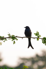 Birds are a group of warm-blooded vertebrates constituting the class Aves, characterised by feathers, toothless beaked jaws, the laying of hard-shelled eggs, a high metabolic rate, a four-chambered he