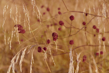 Sanguisorba officinalis. Beautiful red flower on natural background. Plant close up. 