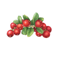 Closeup of a Cowberry with green leaves and red berries (Vaccinium vitis-idaea, lingonberry, foxberry, mountain cranberry). Watercolor hand drawn painting illustration isolated on white background.