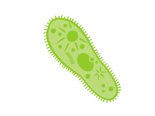 かわいいゾウリムシ／手書きイラスト