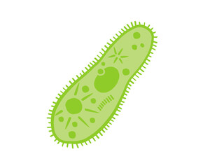 かわいいゾウリムシ／手書きイラスト