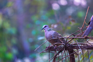 The oriental turtle dove or rufous turtle dove is a member of the bird family Columbidae -the doves and pigeons.  The species has a wide native distribution range from Europe, east across Asia to Jap