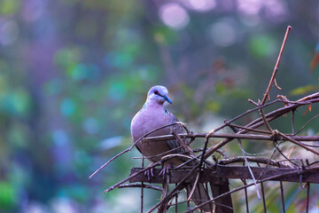 The oriental turtle dove or rufous turtle dove is a member of the bird family Columbidae -the doves...