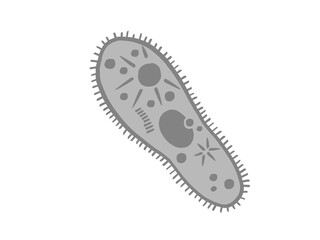 かわいいゾウリムシ／手書きイラスト