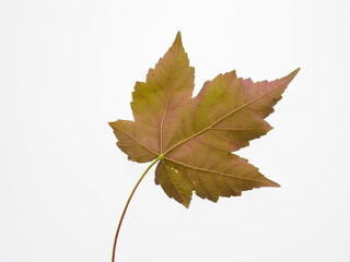 A single colourful vine leave isolated on a white background