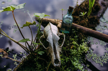 Old dog skull and in enchanted forest. Dark and mysterious atmosphere.