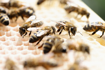 Closeup of many honey bees on combs