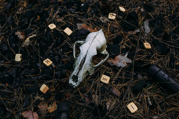 Burning candle and old scull in enchanted forest. Occult, esoteric concept.