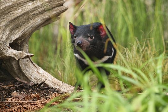 Tasmanian devil. Amazing creature pose in beautiful light. Fantastic scene with danger animal. Very rare and unique animal. Sarcophilus harrisii.