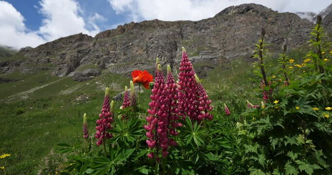 Lupinus x regalis, Vanoise national park, Savoie department, France