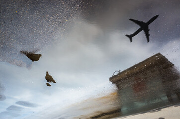 Reflection of two birds and a flying plane in a puddle on the asphalt after the rain. Abstract photography in city street
