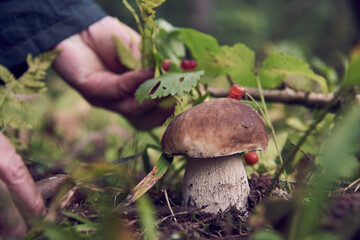 The hands of a mushroom picker over a porcini mushroom.