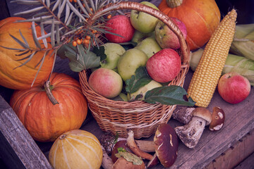Bright pumpkins and apples, corn, mushrooms and various berries on the wooden surface