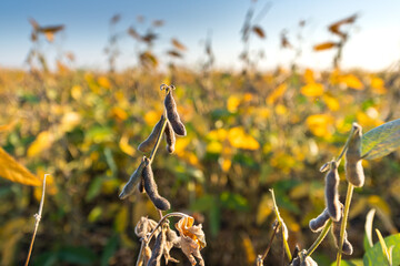 Close up of the soy bean plant