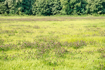 Field of clover and grass at the edge of a forest on the former island of Schokland, The Netherlands