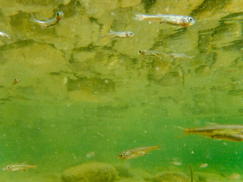 river fry fish among the currents in search of food