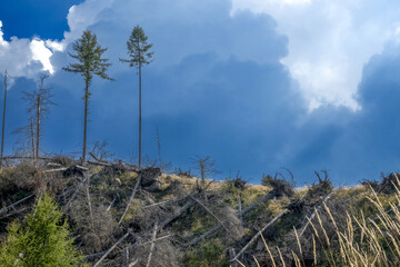 Resti della tempesta Vaia