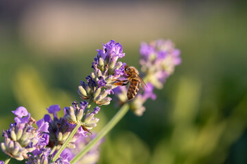 Honey bee pollinates lavender flowers. Plant decay with insects., Sunny lavender. Lavender flowers in the field. Soft focus, Close-up macro image wit blurred background.