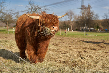 Closeup shot of a highland cattle grazing dry grass in a farmland