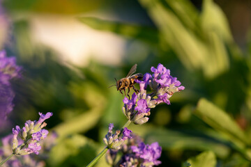 Honey bee pollinates lavender flowers. Plant decay with insects., Sunny lavender. Lavender flowers in the field. Soft focus, Close-up macro image wit blurred background.
