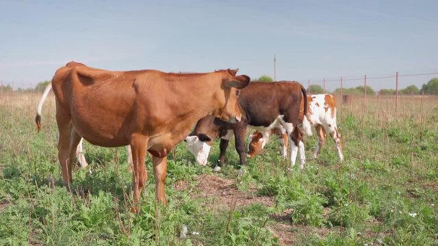 herd of cows grazes in meadow, field during sunny day with clear sky. Nature, Dairy products, beef. Natural healthy products. Healthy food. Farm products, Ferma, animal husbandry, cattle