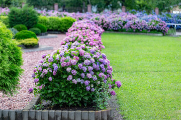 Hydrangea flower (Hydrangea macrophylla) in a garden. Landscaping using Hydrangea macrophylla bushes. Flowering bush of blue and red colored hydrangea close-up. The concept of landscaping.