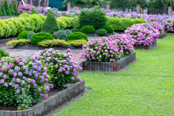 Hydrangea flower (Hydrangea macrophylla) in a garden. Landscaping using Hydrangea macrophylla bushes. Flowering bush of blue and red colored hydrangea close-up. The concept of landscaping.