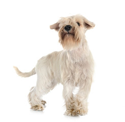 miniature schnauzer in studio