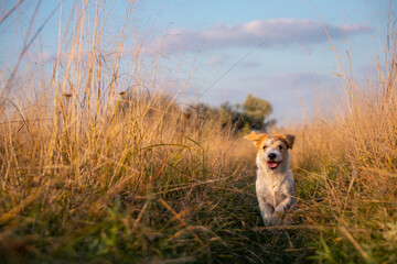 Jack Russell Terrier puppy running in a field on tall autumn grass