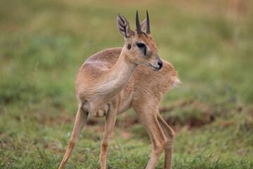 Free ranging male african antelope the oribi