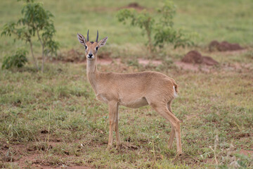 Naklejka na ściany i meble Free ranging male african antelope the oribi