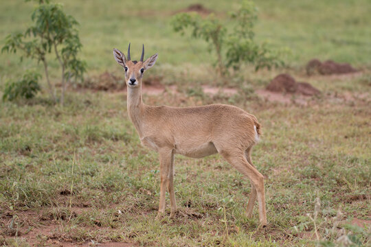 Free ranging male african antelope the oribi