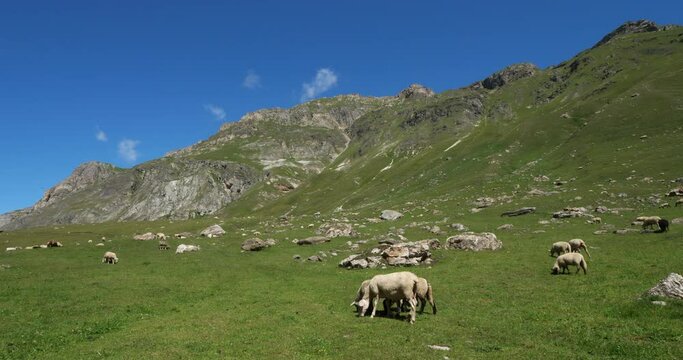 Dog keeping sheeps, Vanoise national park, Savoie department, France