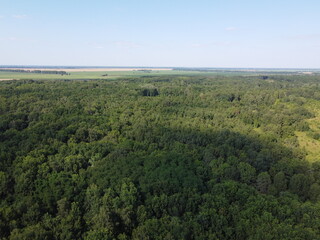 Fototapeta premium Dense green forest under blue sky, sunny summer weather. Scenery.