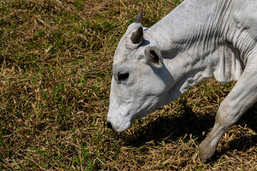 Detail of Nelore cow grazing dry grass.