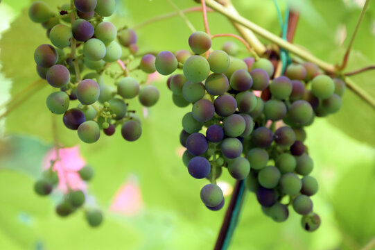 Clusters of unripe grapes on a background of green foliage. An image with a selective focus.