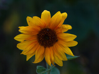 Owady na słoneczniku © Ewa