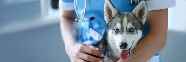 Handsome little husky at veterinarian appointment closeup