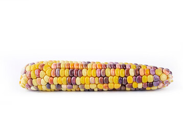 corn, fresh corn colorful on white, sweet maize corn